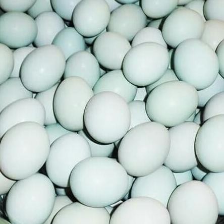 

Terlaris Telor Bebek Mentah 6 Butir