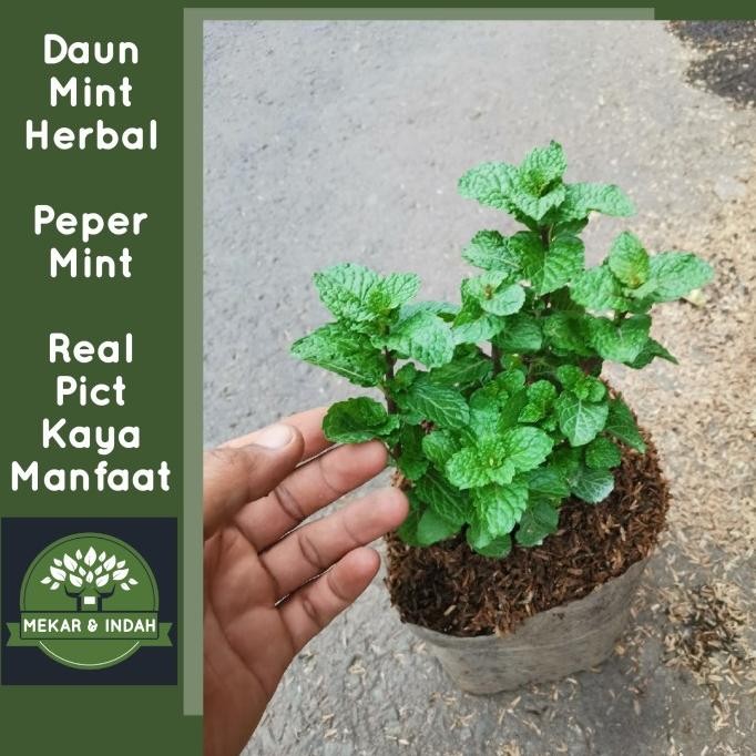 

Terlaris Tanaman Herbal Daun Mint, Tanaman Pepermint