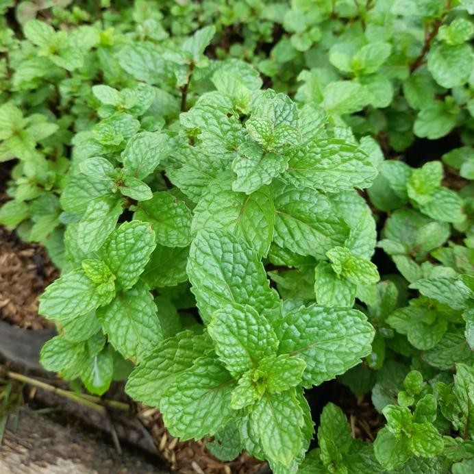 

Terlaris Tanaman Strong Mint Herbal / Mentha Suavis / Strong Mint Herbs