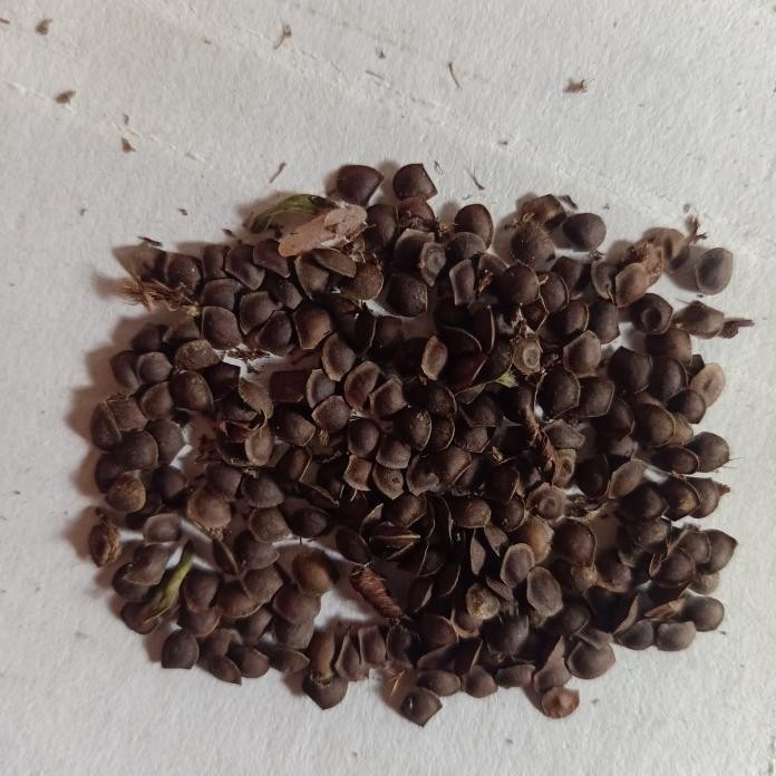 

Terlaris Bibit Biji Benih Putri Malu Tanaman Herbal