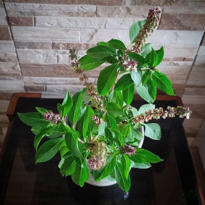 

Terlaris Tanaman Herbal Kemangi Thailand / Thai Basil / Ku-Chn-Thah