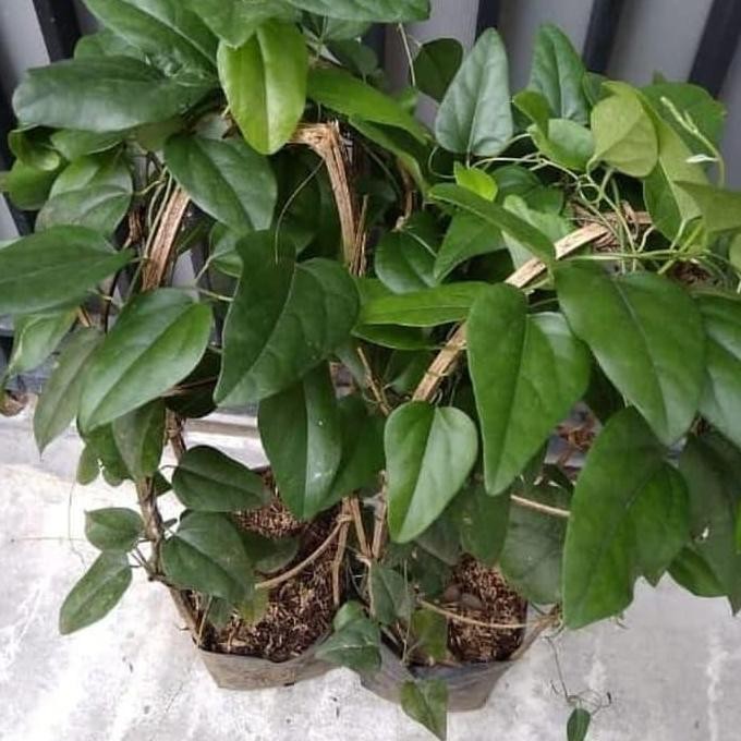 

Terlaris Tanaman Herbal Cincau Jelly Rimbun 50 Cm