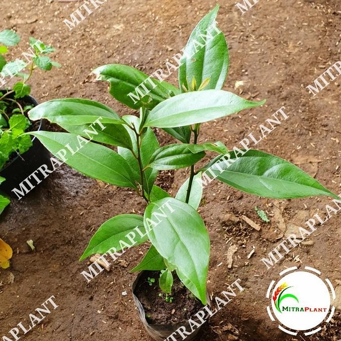 

Terlaris Bibit Pohon Kayu Manis - Tanaman Kayu Manis - Tanaman Herbal