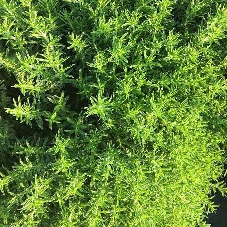 

Terlaris Tanaman Herbal Thyme Murah