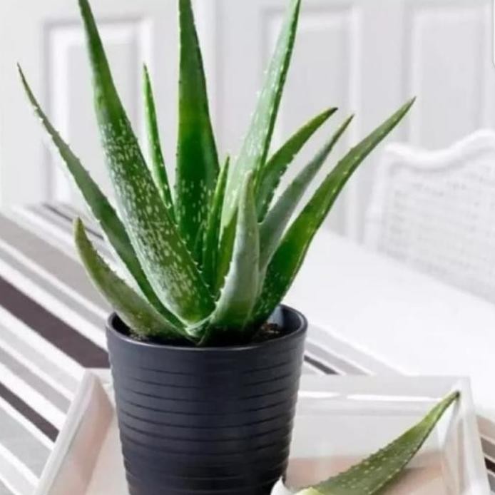 

Terlaris Tanaman Hias Lidah Buaya//Tanaman Herbal//Pohon Herbal + Pot