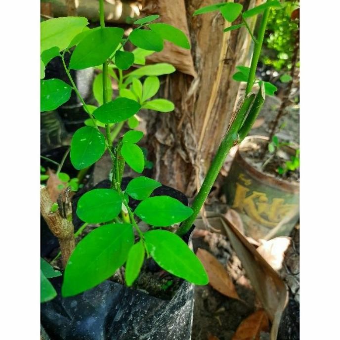 

Terlaris Bibit Tanaman Katuk / Tanaman Daun Katu (Sauropus Androgynus) Herbal