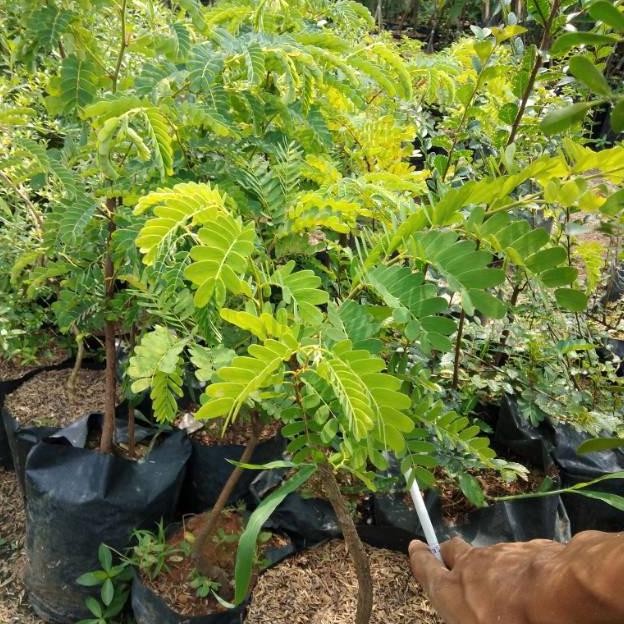 Bibit Tanaman Pohon Asam Jawa / Asem - Bumbu Masak