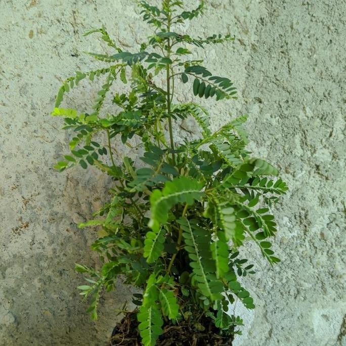 

Terlaris Bibit Tanaman Daun Meniran / Pohon Meniran / Tanaman Herbal Meniran