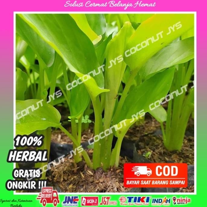 

Terlaris Benih Kuning Kunyit Segar Obat Herbal Bibit Benih Tanaman Kunyit Hrbl