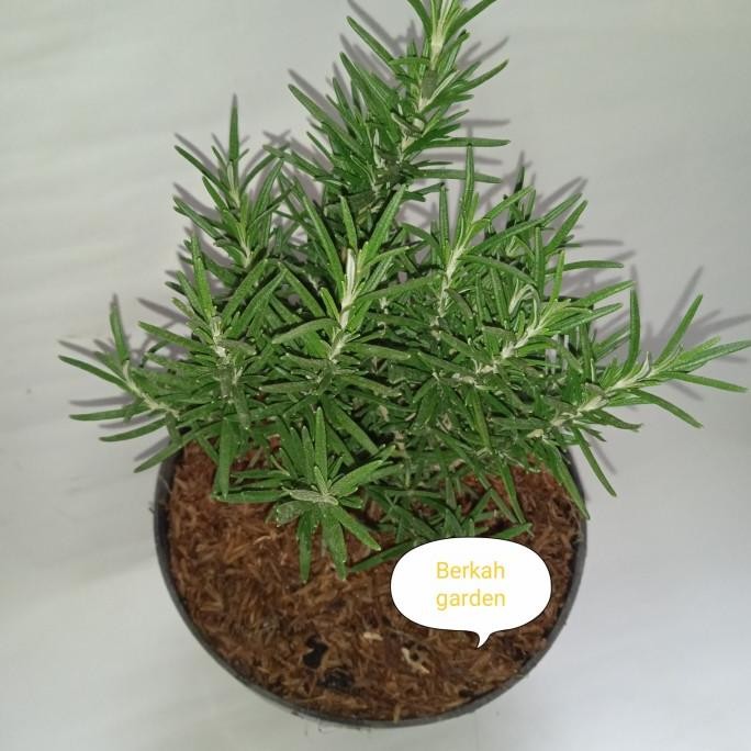 

Terlaris Tanaman Herbal Rosemary / Bunga Rosemary