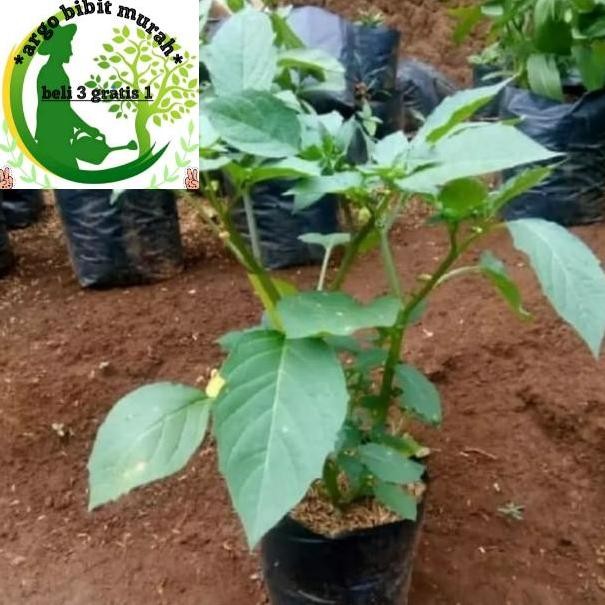 

Terlaris Promo Tanaman Herbal Bibit Pohon Ciplukan/Cecenet Berdaun Lebat