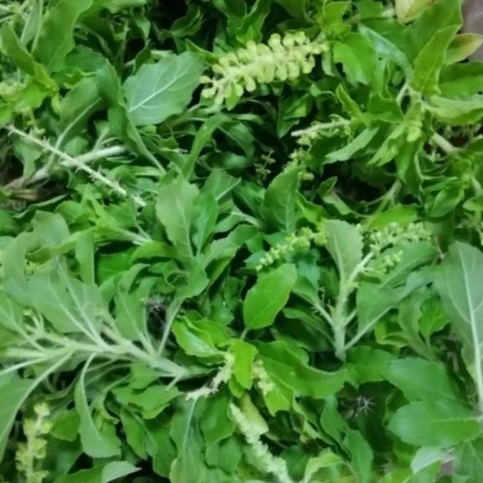 

daun ruku-ruku/ daun tulsi segar herbal bumbu masak 500 gram