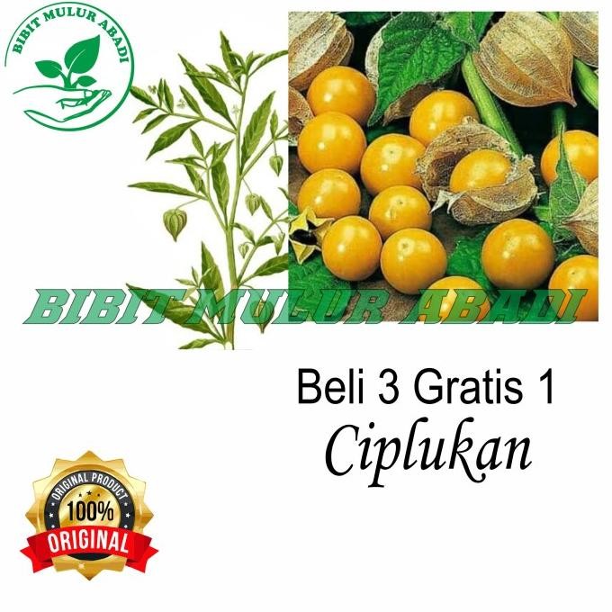 

Terlaris Bibit Tanaman Ciplukan - Pohon Buah Cecenet - Tanaman Herbal