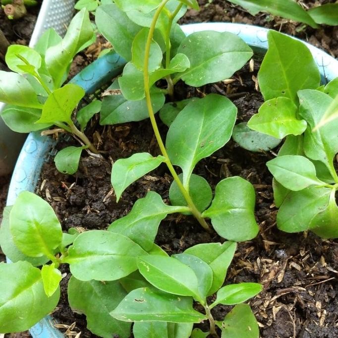 

Terlaris Bibit Binahong Tanaman Herbal Daun Binahong Hijau