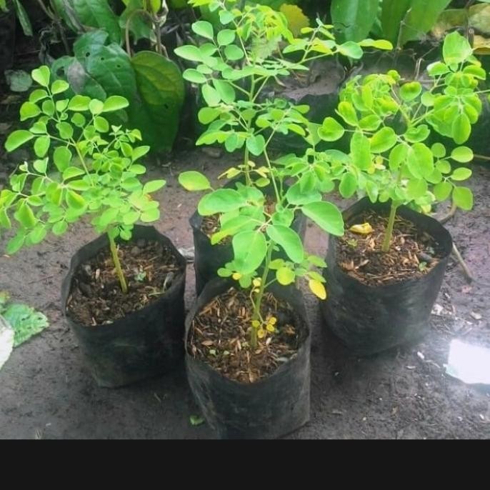 

Terlaris Tanaman Herbal Daun Kelor