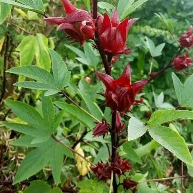 

Terlaris Pohon Rosela Tanaman Herbal