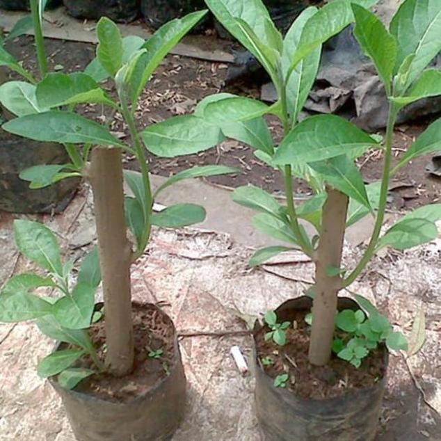 

Terlaris Tanaman Herbal. Pohon Sembung/Pohon Afrika.