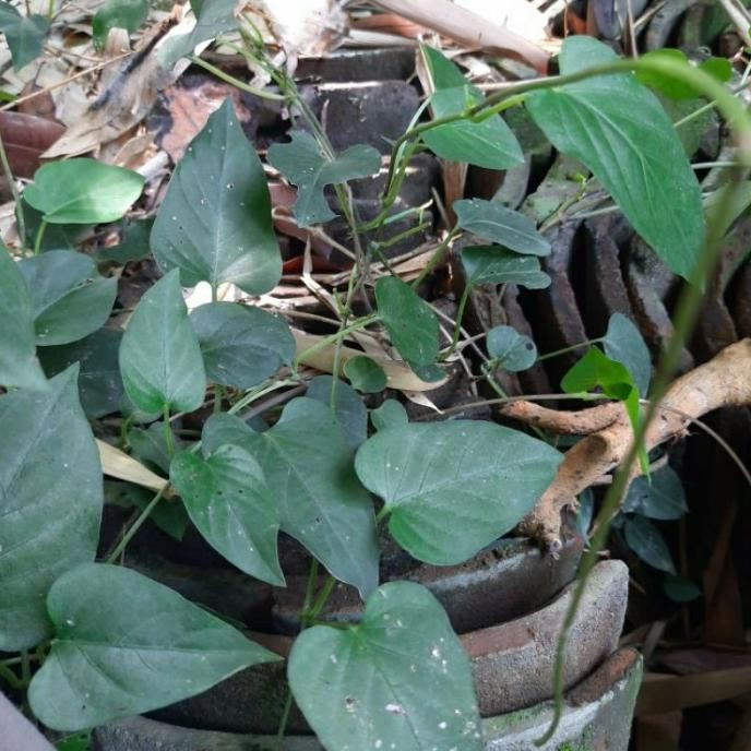 

Terlaris Bibit Daun Sembukan / Kentutan Tanaman Herbal Siap Tanam.