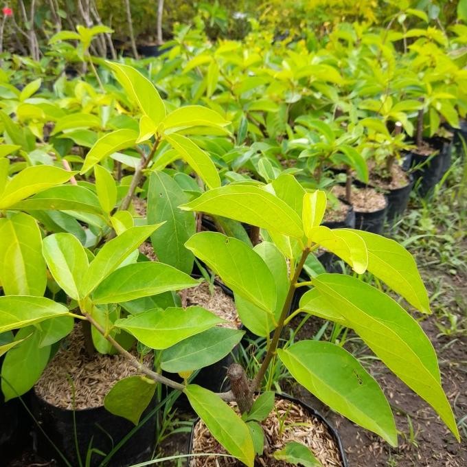 

Terlaris Tanaman Daun Cincau Hijau / Herbal / Cincau Jelly Rambat