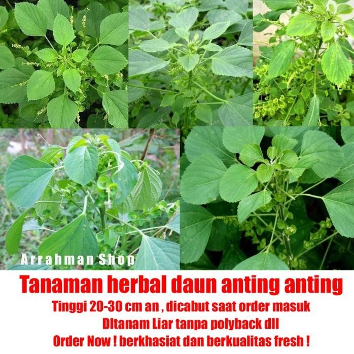 

Terlaris Tanaman Herbal Tumbuhan Herbal Alami - Tanaman Herbal Daun Anting Anting - Pohon Anting Anting Herbal Sangket