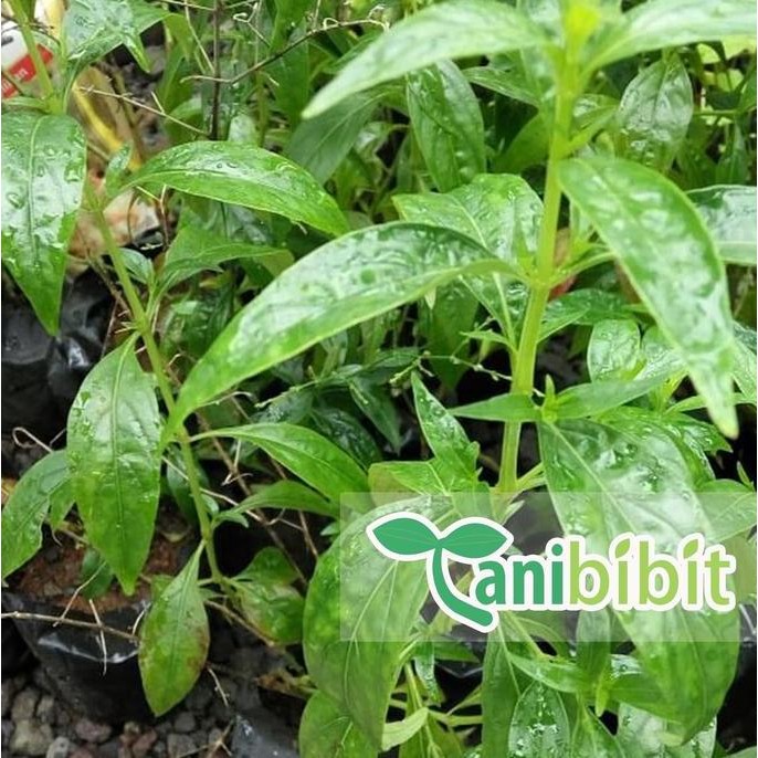 

Terlaris Bibit Tanaman Daun Sambiloto Obat Herbal