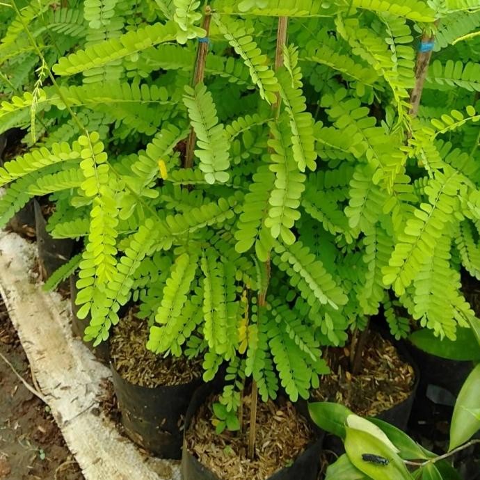 

Terlaris Tanaman Herbal - Pohon Daun Saga Herbal