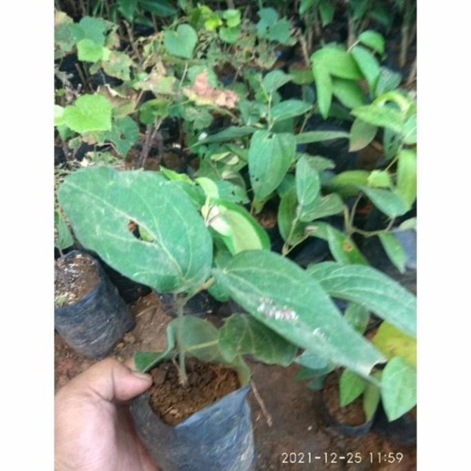 

Terlaris Bibit Tanaman Herbal Cabe Jawa Perdu // Cabe Puyang // Cabe Jamu