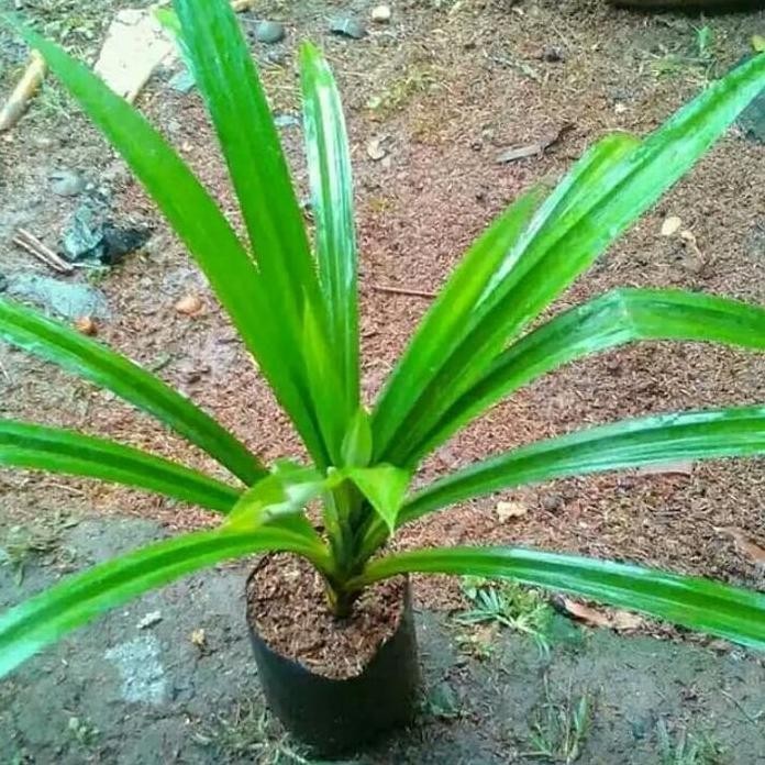 

Terlaris Tanaman Pandan Wangi- Daun Herbal Dan Bahan Masakan