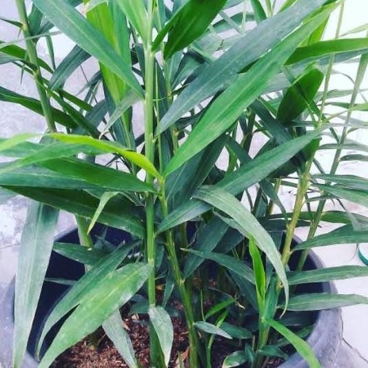 

Terlaris Bibit Tanaman Jahe Merah/Benih Pohon Jahe/Tanaman Herbal Jahe Merah