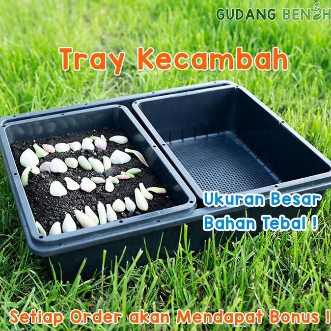 Nampan Tray Kecambah Hidroponik Pot Benih, Sukulen, Bunga Besar