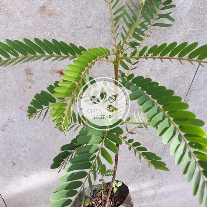 

Terlaris Bibit Pohon Bunga Turi Putih Tanaman Kembang Outdoor Daun Obat Herbal