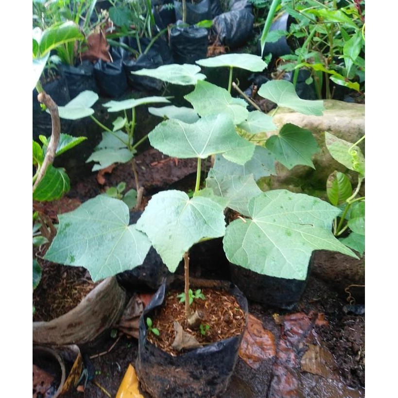

Terlaris Tanaman Herbal Waru Landak Obat Kanker/Bibit Pohon Bunga Dapros
