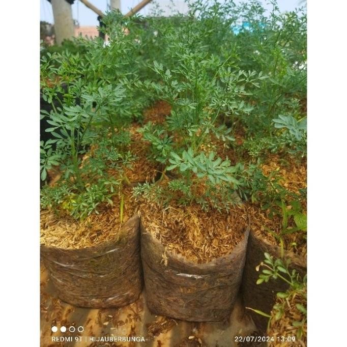 

Terlaris Tanaman Herbal Daun Inggu/Penurun Panas