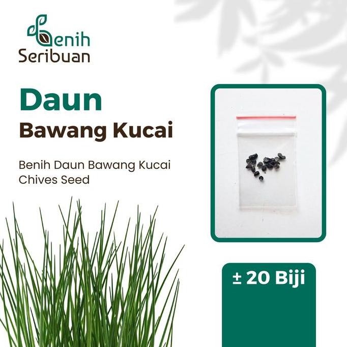 

Terlaris 20 Bibit Daun Bawang Kucai F1 Nien Hwa Benih Sayuran Hijau Herbal Organik Herb Garlic Chives Tanaman Sayur