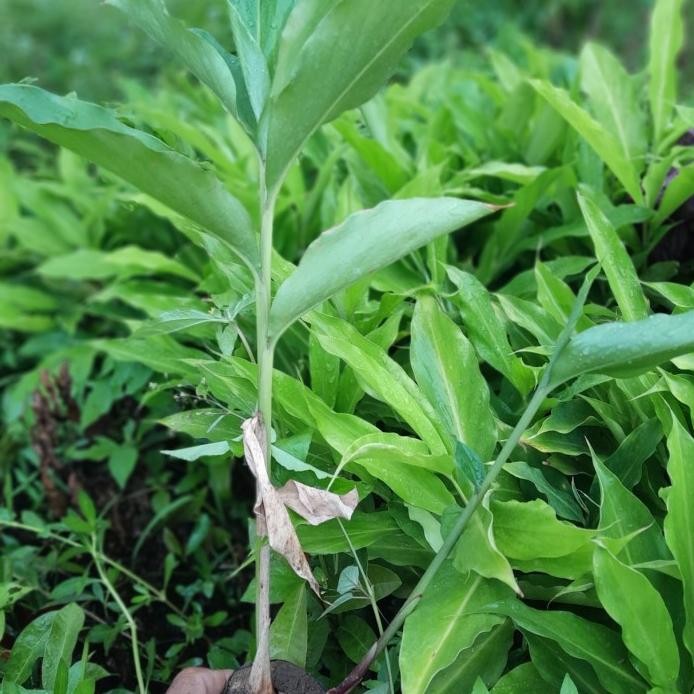 

Terlaris Bibit Tanaman Herbal Kapulaga/Kapulogo