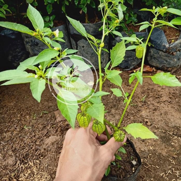 

Terlaris Pohon Ciplukan - Bibit Tanaman Cecendet - Buah Cecenet Herbal