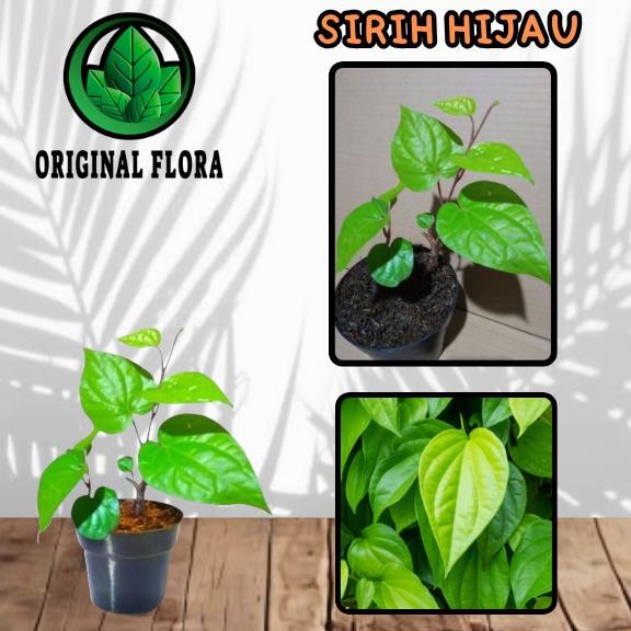 

Terlaris Bibit Tanaman Obat Daun Sirih Hijau Pohon Sirih Ijo Tanaman Herbal