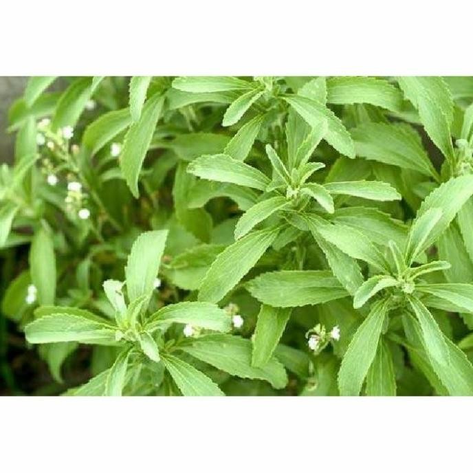 

Terlaris Bibit Tanaman Stevia Herbal Pengganti Gula