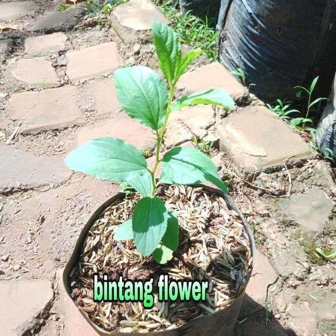 

Terlaris Bibit Tanaman Herbal Bidara Arab