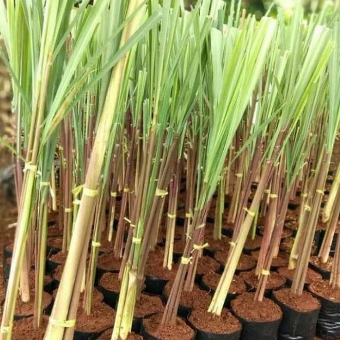 

Terlaris Tanaman Herbal Sereh Wangi / Sereh Merah Obat