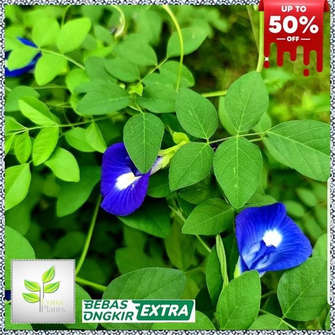 

Terlaris Tanaman Herbal Kembang Telang - Tanaman Bunga Telang - Tanaman Herbal