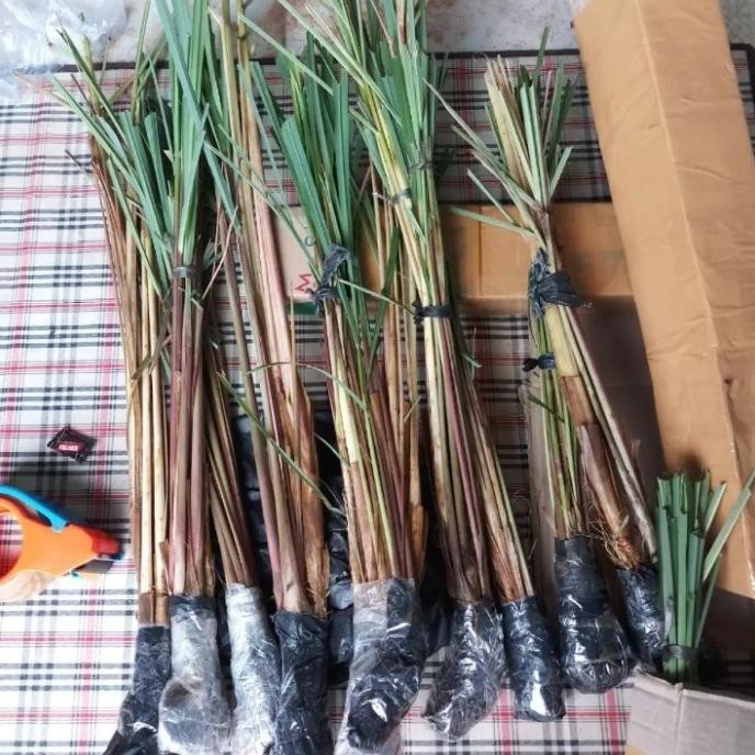 

Terlaris Tanam Herbal Sereh Merah / Tanaman Sereh Merah Berhasiat