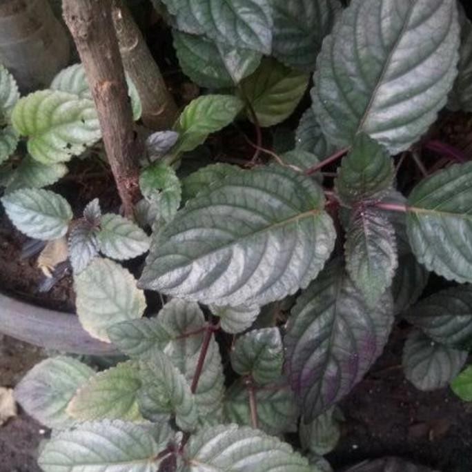 

Terlaris Tanaman Herbal,Remek Daging