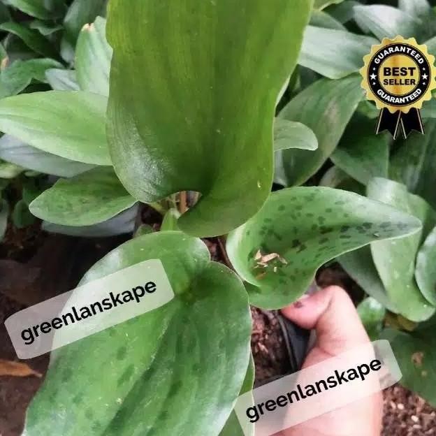 

Terlaris Tanaman Herbal Keladi Tikus Lengkap Akar Umbi Batang Daun Grade A Orga