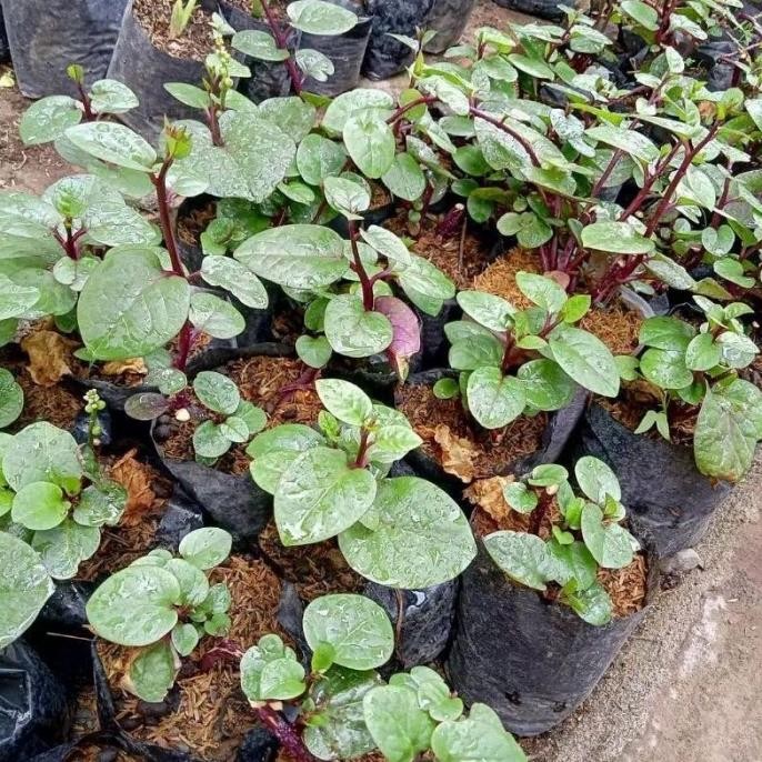 

Terlaris Tanaman Herbal Binahong Merah / Bibit Tanaman Toga Gendola