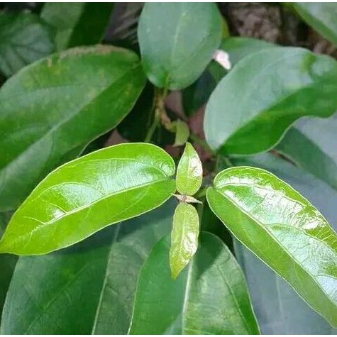 

Terlaris Tanaman Herbal Cincau