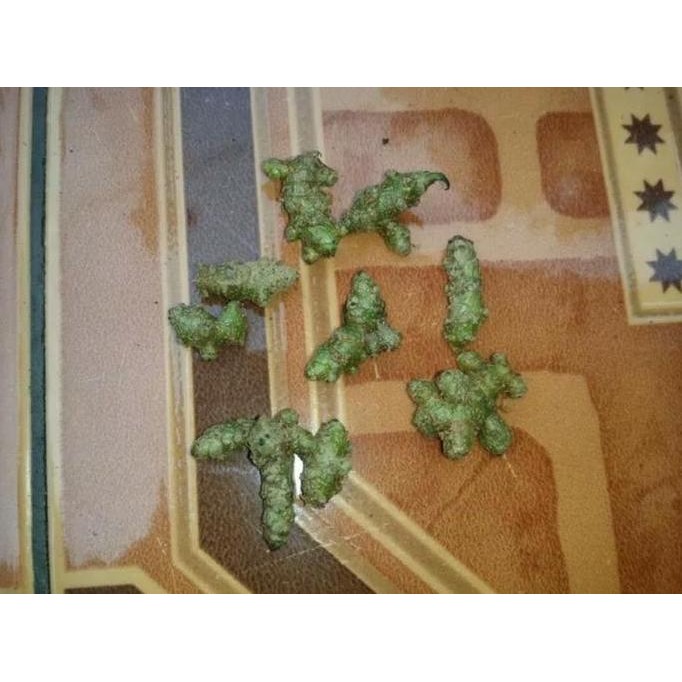 

Terlaris (Promo) Biji Benih Binahong Herbal Tanaman Obat