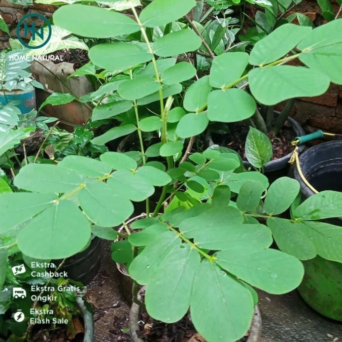 

Terlaris Bibit Tanaman Ketepeng Bibit Herbal Daun Ketepeng