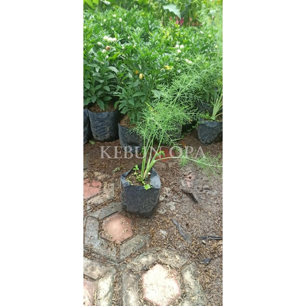 

Terlaris Tanaman Herbal Daun Dill / Adas / Elegant Feather Pohon Adas Hutan