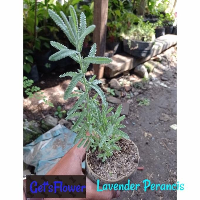 

Terlaris Tanaman Herbal Lavender Perancis